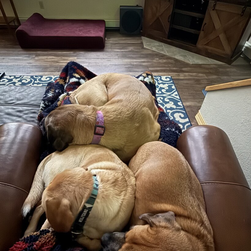 All three dogs piled onto the creator's lap